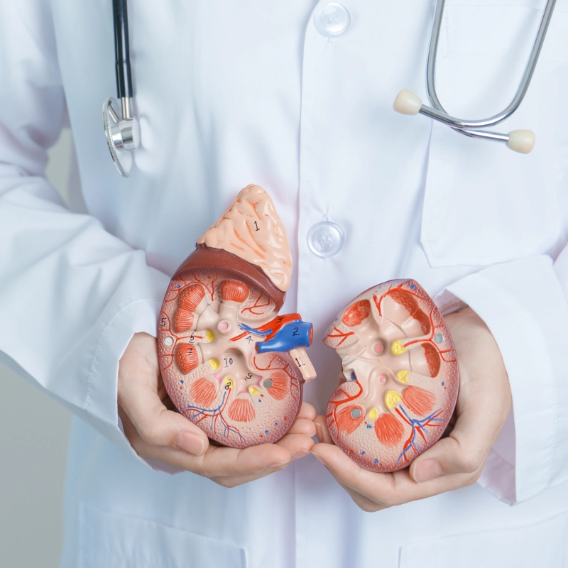 Kidney transplant surgery — renal transplantation procedure in Jaipur